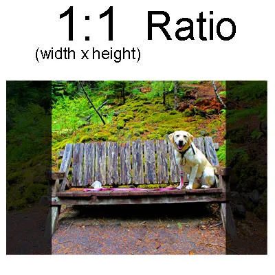 A 3:2 image cropped to fill a square 1:1 print